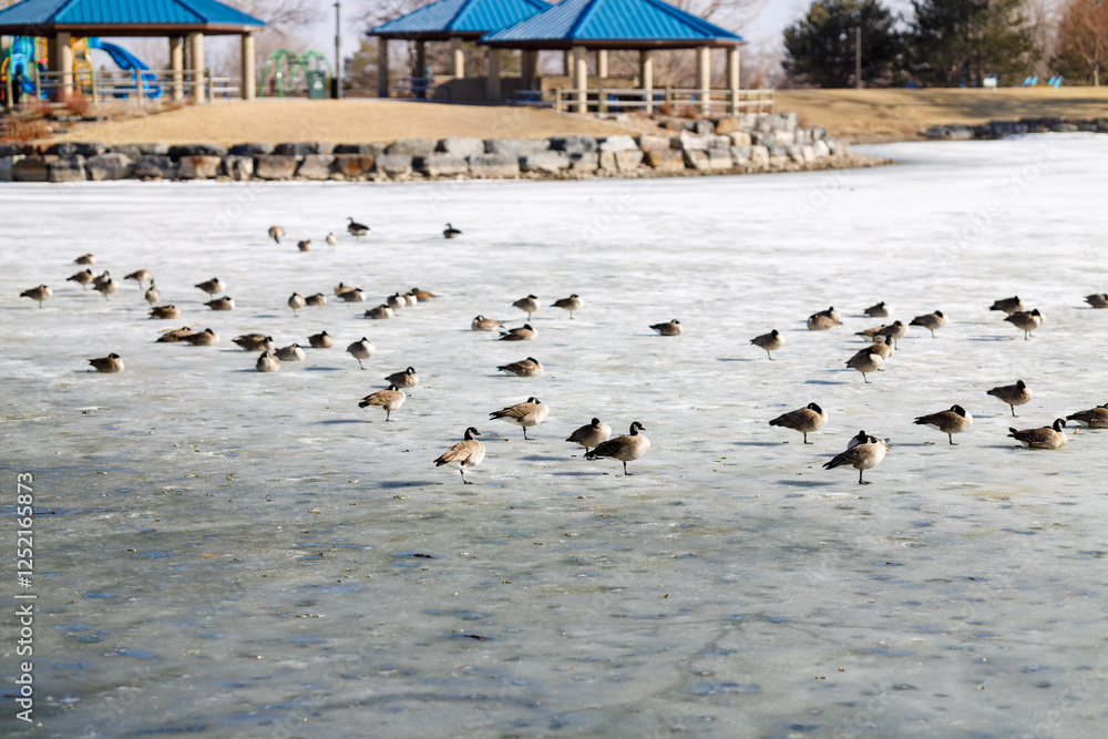 Fototapeta premium Geese on a frozen lake