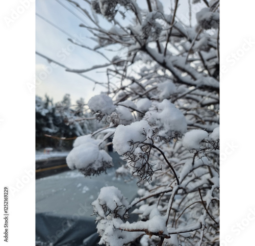 snow covered trees