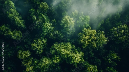 Fototapeta Naklejka Na Ścianę i Meble -  Misty Forest Canopy: Aerial View of Lush Green Trees