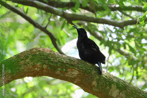 paradise riflebird photo