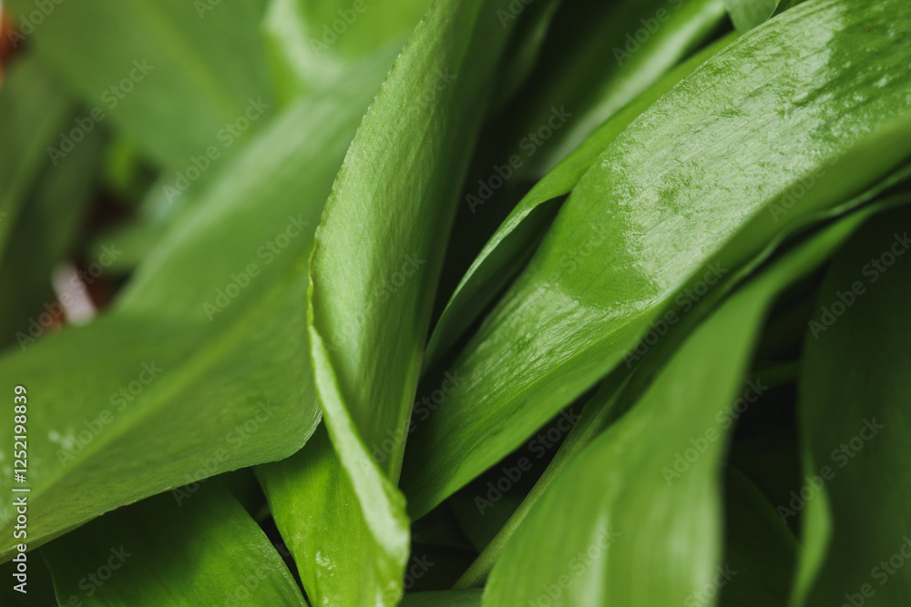 Fresh wild garlic leaves also named (Allium ursinum) Ramson photographed close up -background Fresh wild garlic leaves also named (Allium ursinum) Ramson photographed close up -background