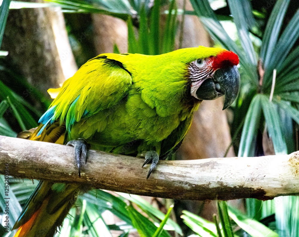 Obraz premium Great Green Macaw Perched on a Branch at a Wildlife Sanctuary in Costa Rica – Vibrant Tropical Parrot with Bright Red and Green Plumage