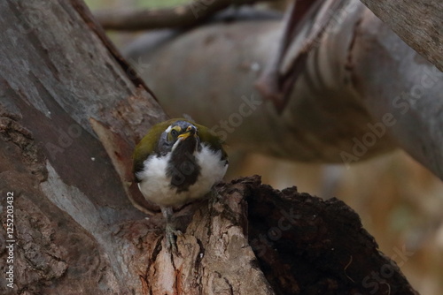 blue-faced honeyeater photo