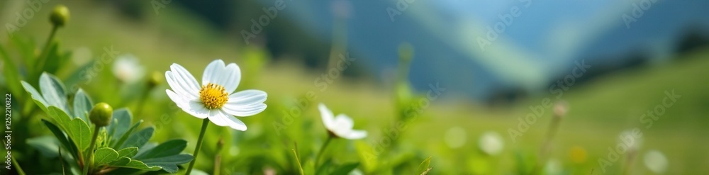 A delicate white flower bush blooms in the alpine meadow, wild, alpine A delicate white flower bush blooms in the alpine meadow, wild, alpine