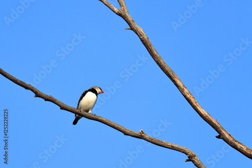 diamond firetail photo