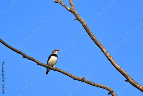 diamond firetail photo