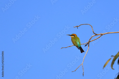 rainbow bee-eater