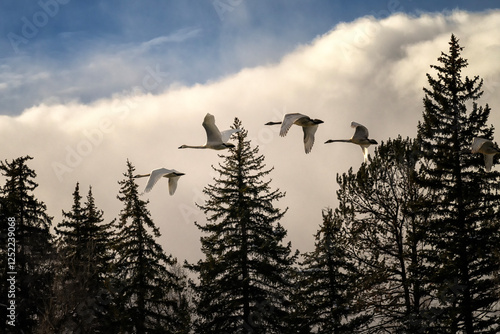 Trumpeter swans (Cygnus buccinator); Grand Teton NP; Wyoming photo