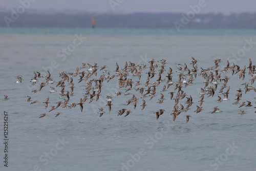 shorebirds photo