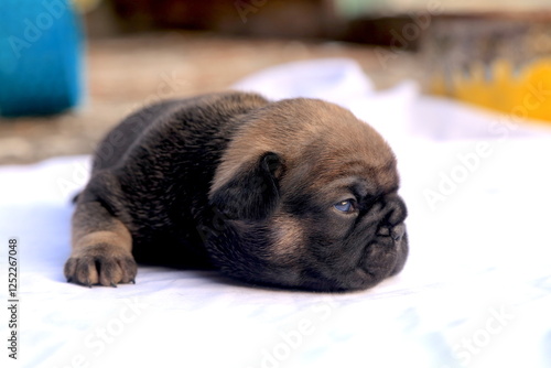 new born french bulldog Puppie