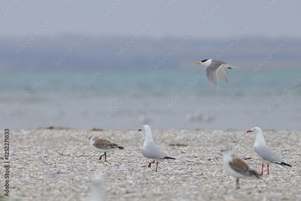 shorebirds shorebirds