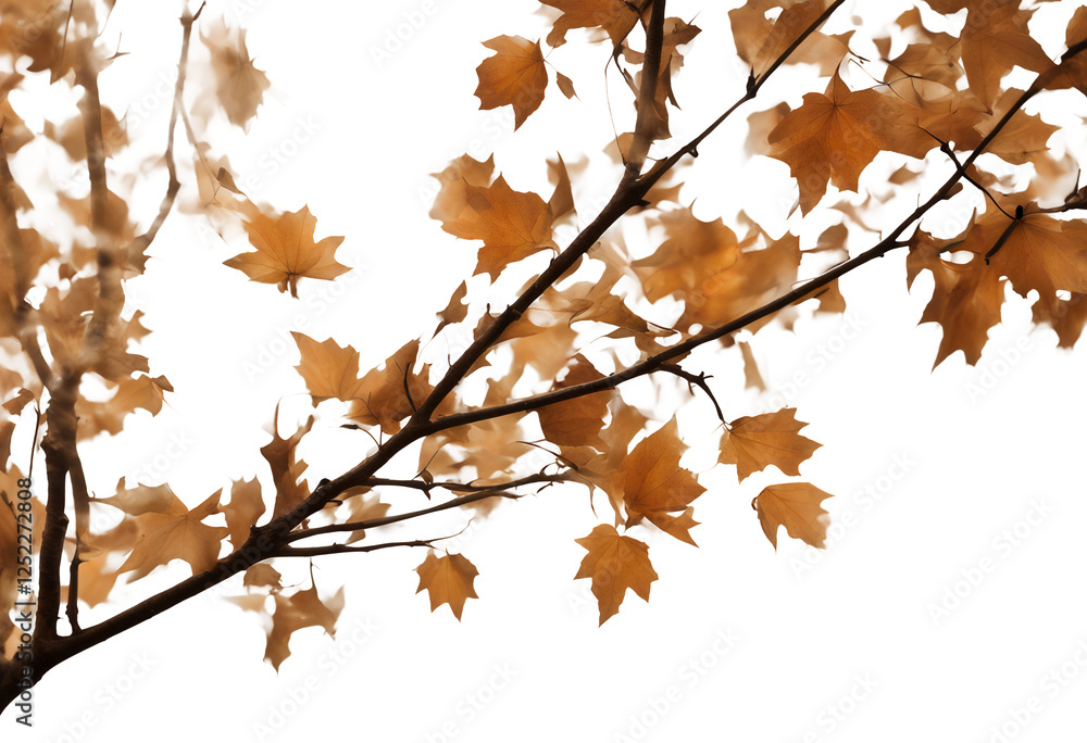 botany nature isolated branch cut-out fall background white season forest autumn growth foliage object tree garden wood shrub single cutout environment leaf natural transparent plant orange stem