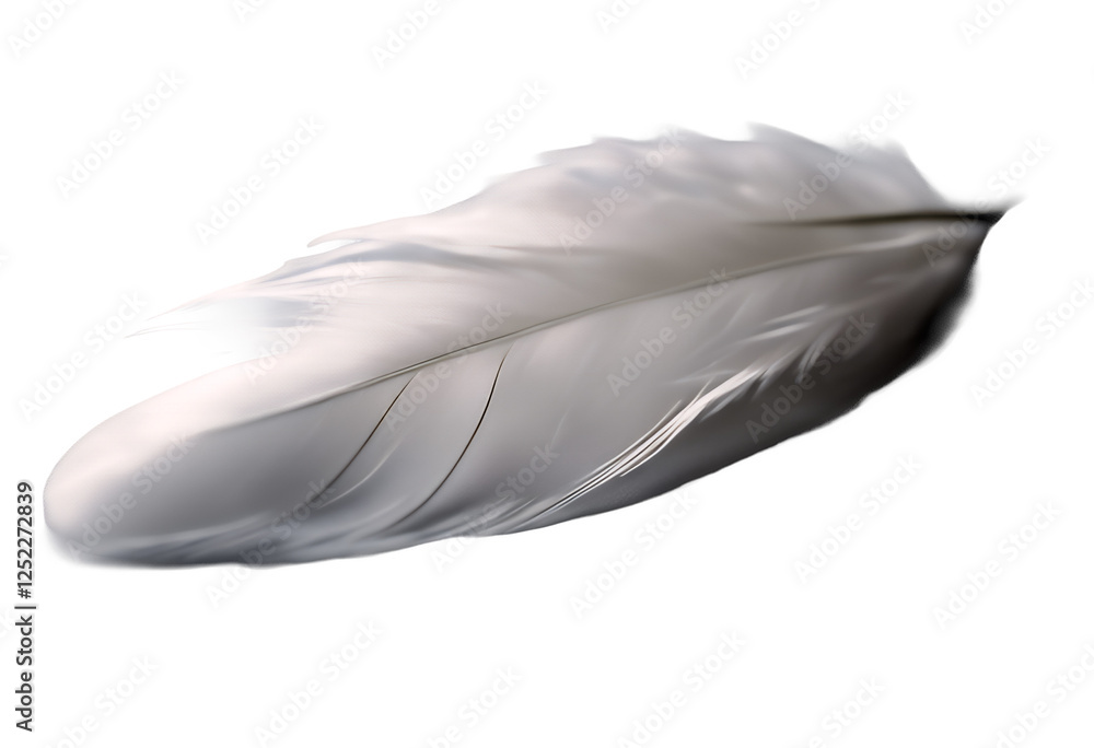 wing group goose macro soft colours black cygnet animal single set light lightweight down nature object background transparent abstract beauty feather fluffy bird white purity isolated grey softness