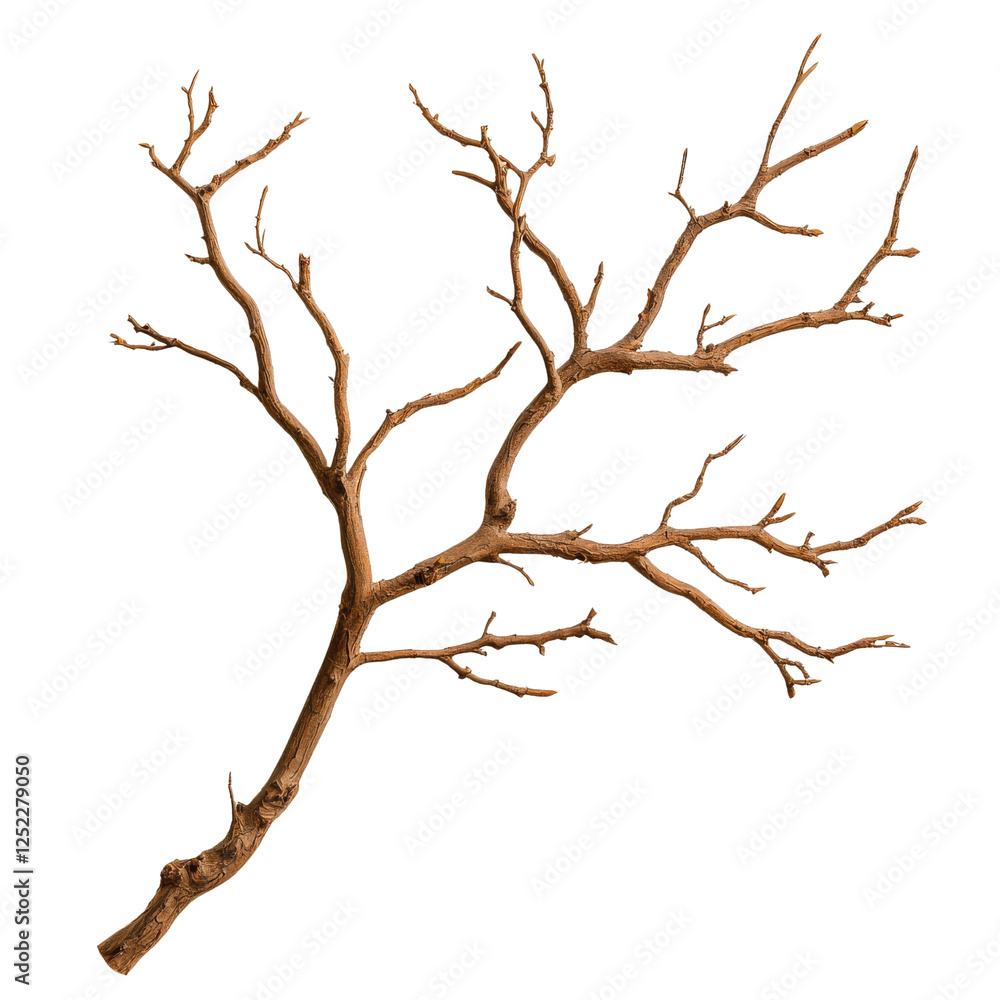 detailed, dry tree branch with multiple thin, twisting limbs, showcasing intricate natural patterns and textures. This branch can be used for various artistic or decorative purposes detailed, dry tree branch with multiple thin, twisting limbs, showcasing intricate natural patterns and textures. This branch can be used for various artistic or decorative purposes