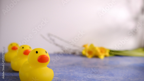 Obraz na plátně Front view photo image of a group of three yellow rubber ducks swimming floating on a blue water lake surface with blurry background of daffodils flowers on white backdrop