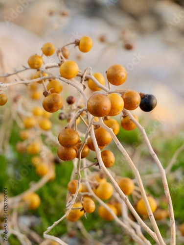 Bilde på lerret Berries of the silverleaf nightshade (Solanum elaeagnifolium) or silver-leaved n