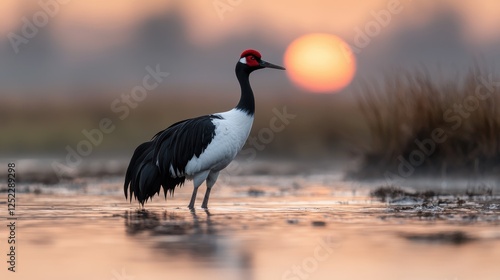 A black-necked crane stands in shallow water at sunset. photo