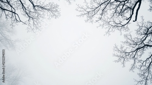 Wallpaper Mural Foggy Winter Landscape with Bare Trees Framing a Soft Gray Sky in a Serene Natural Setting Torontodigital.ca