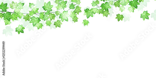 新緑　観葉植物　アイビー　背景