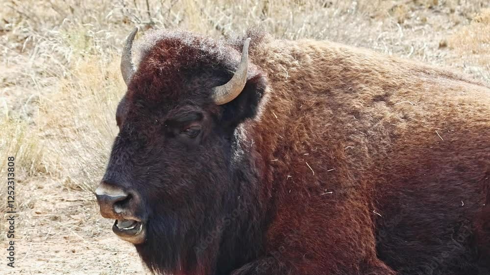 Bison bulls, cows and calves can be found grazing all along the roads of the Caprock Canyons State Park, in Quitaque, Texas. Bison bulls, cows and calves can be found grazing all along the roads of the Caprock Canyons State Park, in Quitaque, Texas.