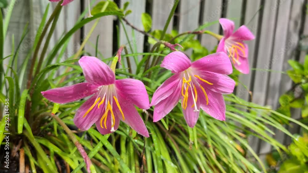 Pink Rain Lily (Zephyranthes) flowers on a plant in a garden Pink Rain Lily (Zephyranthes) flowers on a plant in a garden