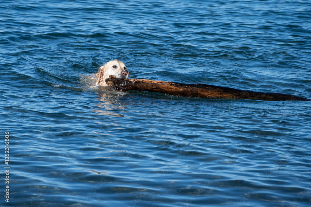 Golden Retriever dog swimming in Puget Sound with a large stick, more like branch or tree trunk, playing fetch on a sunny winter day
Golden Retriever dog swimming in Puget Sound with a large stick, more like branch or tree trunk, playing fetch on a sunny winter day