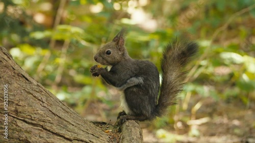 木の実を食べているリス
