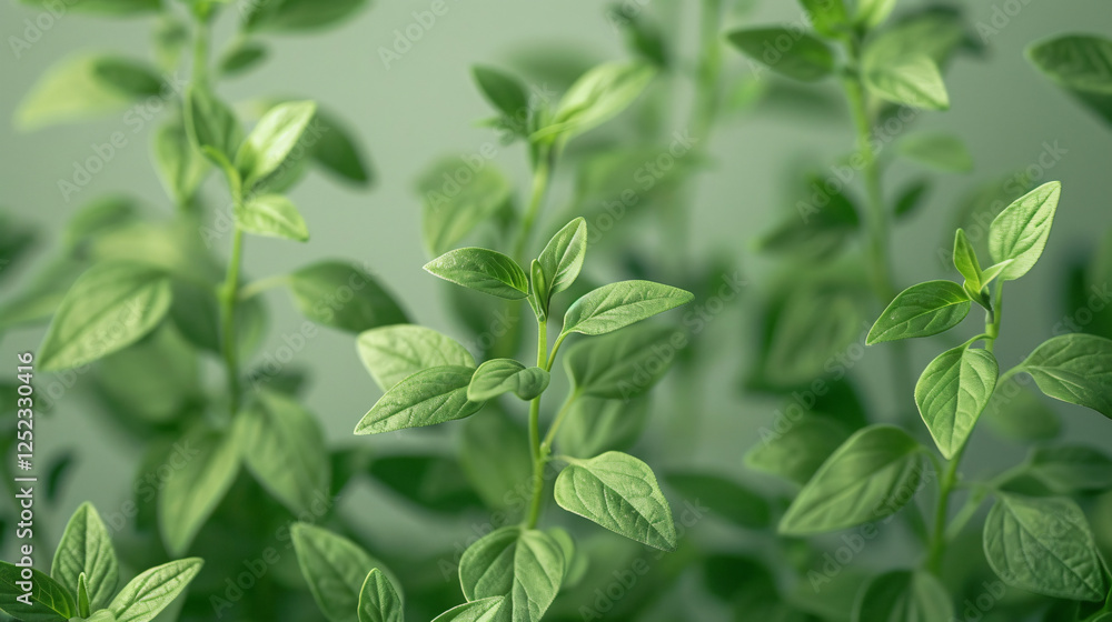 A bundle of thyme sprigs with intricate, fine leaves sharply contrasted against the white backdrop. A bundle of thyme sprigs with intricate, fine leaves sharply contrasted against the white backdrop.
