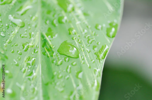 SynonymA sanderae, Variegated Shell Ginger or ZINGIBERACEAE or Alpinia sandrerae and dew drop photo