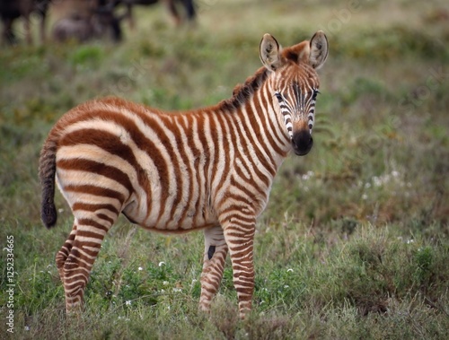 Photography Near threatened Plains Zebra 
(Equus quagga) calf in Ndutu Conservation Area, Ta