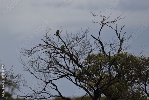 Quadro su tela mulga parrot