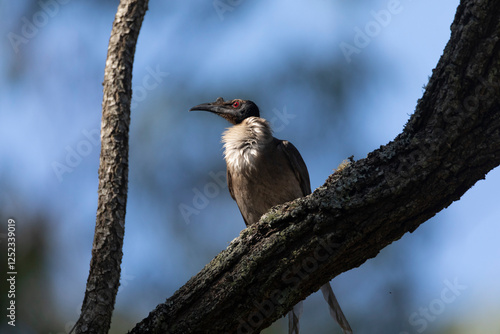 Noisy Friarbird photo