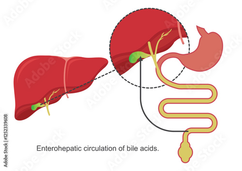 Enterohepatic Circulation of Bile .