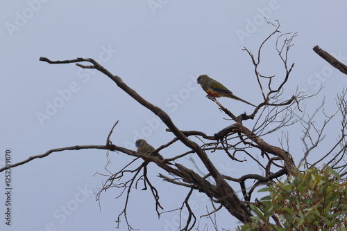 mulga parrot