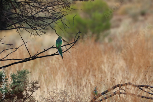 Fotografie mulga parrot