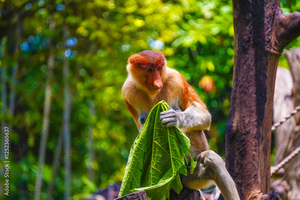 Fototapeta premium A playful Bekantan or Proboscis monkey munches on papaya leaf, surrounded by vibrant greenery, showcasing its curious nature in a lively habitat.