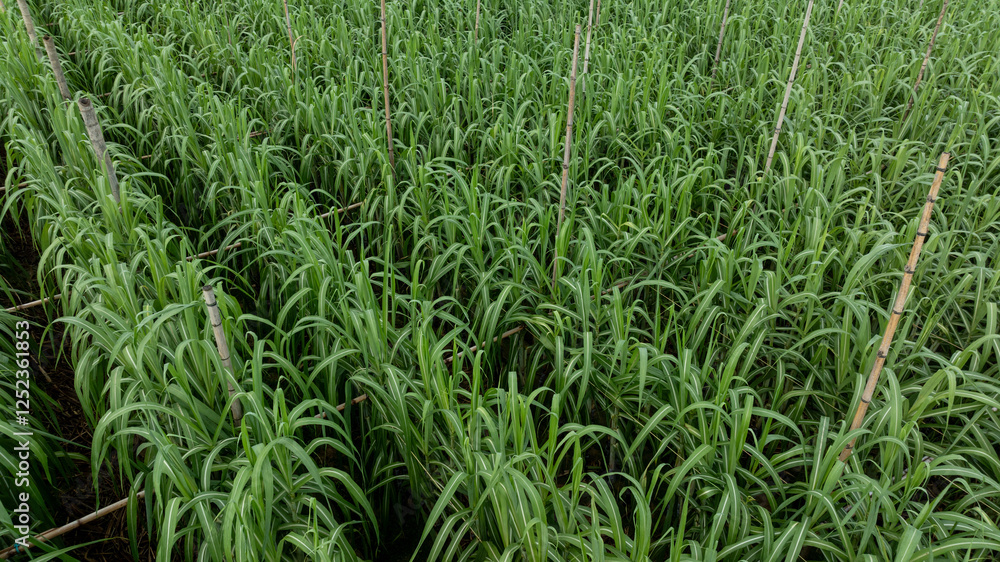 Aerial view of drone flying over sugarcane plants growing at field Aerial view of drone flying over sugarcane plants growing at field