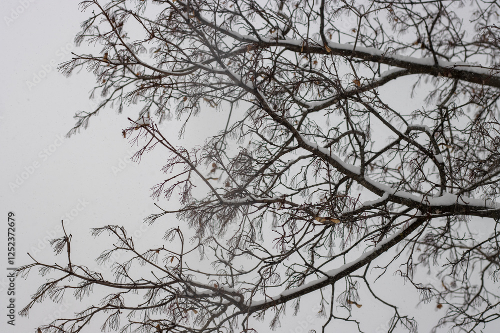 Snow-covered deciduous tree branches Snow-covered deciduous tree branches