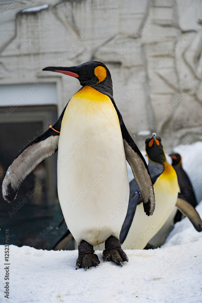 Fototapeta premium Penguins, antarctic ice and snow, standing or walking, adorable.