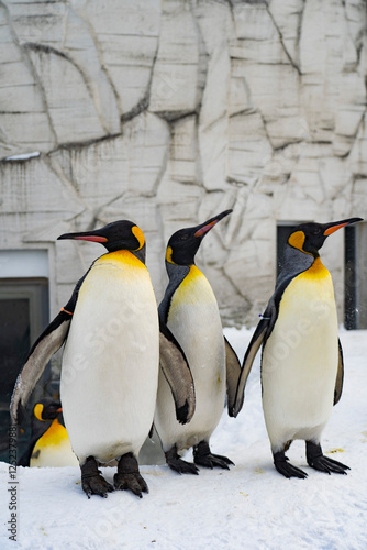 Penguins, antarctic ice and snow, standing or walking, adorable. photo