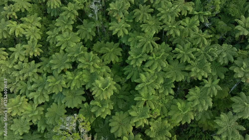 Dense fern forest canopy, aerial view. Lush green foliage. Nature's vibrant tapestry. , Rotorua, Bay Of Plenty, New Zealand Dense fern forest canopy, aerial view. Lush green foliage. Nature's vibrant tapestry. , Rotorua, Bay Of Plenty, New Zealand