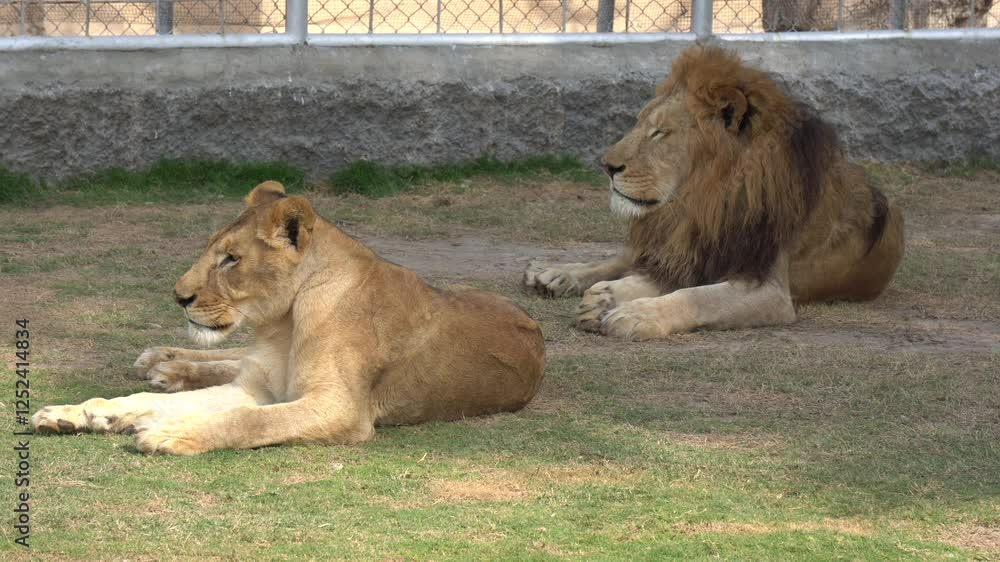 Male and Female Lions Resting – Majestic Big Cats in Captivity Male and Female Lions Resting – Majestic Big Cats in Captivity
