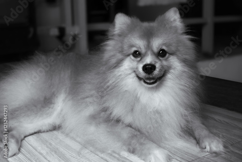 Dog