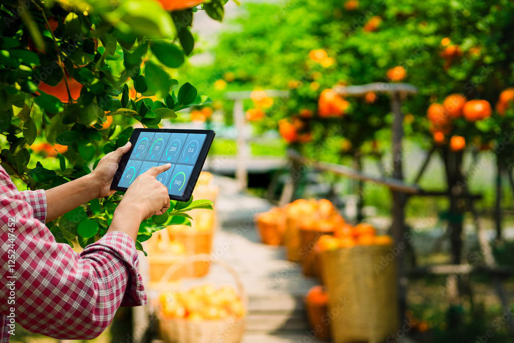 Concept farmers use technology tablets to monitor agricultural in orange garden