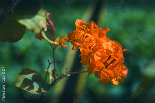 Bougainvillea