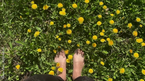 Bare woman's feet on the green grass with yellow dandelions. Top view.