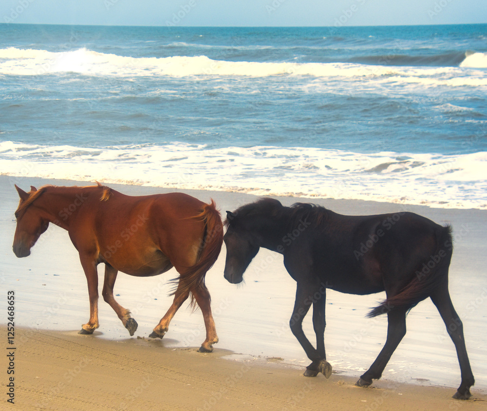 horses on the beach horses on the beach