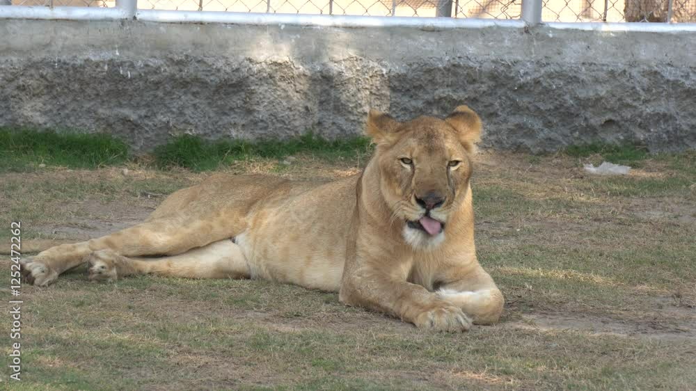 Lioness Resting on Grass – Majestic Wild Cat in Captivity Lioness Resting on Grass – Majestic Wild Cat in Captivity