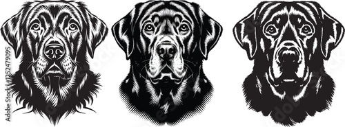 vector illustration of a labrador retriever's face