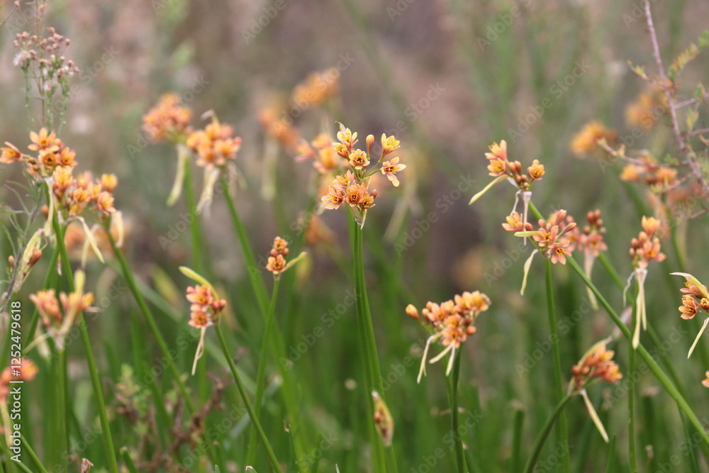 Obraz premium flower